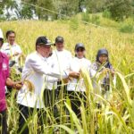 Bupati Minahasa Selatan Franky Donny Wongkar, SH menghadiri panen perdana Padi Ladang bersama Kelompok Tani Rumameji Waya Desa Wawona, bertempat di Desa Wawona Kecamatan Tatapaan. Rabu (3/4/ 2024).