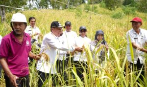 Bupati Minahasa Selatan Franky Donny Wongkar, SH menghadiri panen perdana Padi Ladang bersama Kelompok Tani Rumameji Waya Desa Wawona, bertempat di Desa Wawona Kecamatan Tatapaan. Rabu (3/4/ 2024).