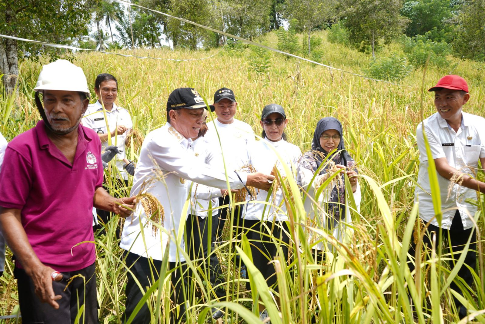 Bupati Minahasa Selatan Franky Donny Wongkar, SH menghadiri panen perdana Padi Ladang bersama Kelompok Tani Rumameji Waya Desa Wawona, bertempat di Desa Wawona Kecamatan Tatapaan. Rabu (3/4/ 2024).