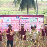 Lapas Amurang  Panen Jagung 