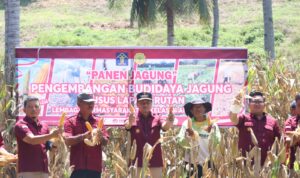 Lapas Amurang  Panen Jagung 
