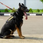 Lilu (7), anjing betina jenis German Sepherd, menjadi andalan Polri dalam mengungkap kasus kejahatan.