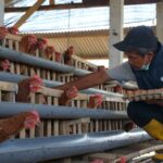 PLN Berdayakan Peternak Ayam Petelur di Kabupaten Malang