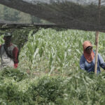 PT PLN Serahkan 10 Ribu Tanaman Indigofera di Desa Tubanan