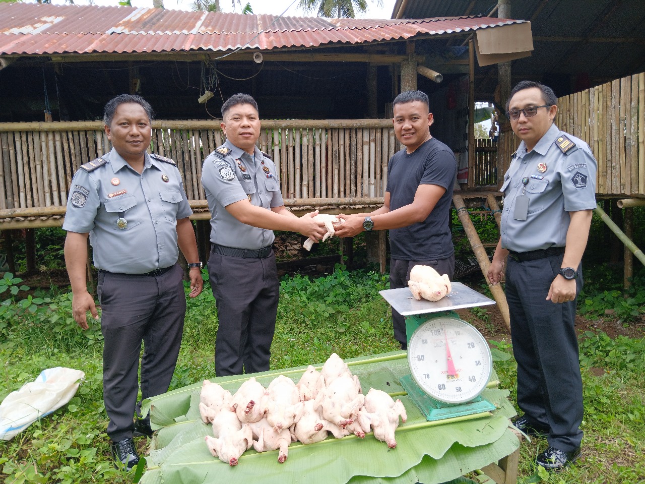 Lembaga Pemasyarakatan (Lapas) Kelas IIB Tondano kembali mencatat keberhasilan dalam program pembinaan kemandirian bagi Warga Binaan Pemasyarakatan (WBP) dengan sukses menggelar panen ayam daging, Senin (17/2).