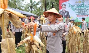 Wakapolda Sulawesi Utara (Sulut) Brigjen Pol Bahagia Dachi memimpin panen raya jagung, di area perkebunan Balai Palma, Kelurahan Paniki Dua, Kecamatan Mapanget, Kota Manado, pada Rabu (26/2/2025) pagi.