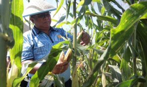 Terus berkomitmen mendukung program ketahanan pangan, Danlanud Sam Ratulangi Marsma TNI Antariksa Anondo, S.E., M.Tr.(Han)., memimpin panen jagung varietas pulut di lahan Komplek Falcon Lanud Sam Ratulangi, Manado, Sulawesi Utara. Jumat (7/3/2025).