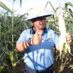 Sukseskan program ketahanan pangan nasional, khususnya di Sulawesi Utara, Danlanud Sam Ratulangi Marsma TNI Antariksa Anondo, S.E., M.Tr.(Han)., memimpin panen jagung di Baseops Timur Lanud Sam Ratulangi, Minahasa Utara. Selasa (13/5/2025).