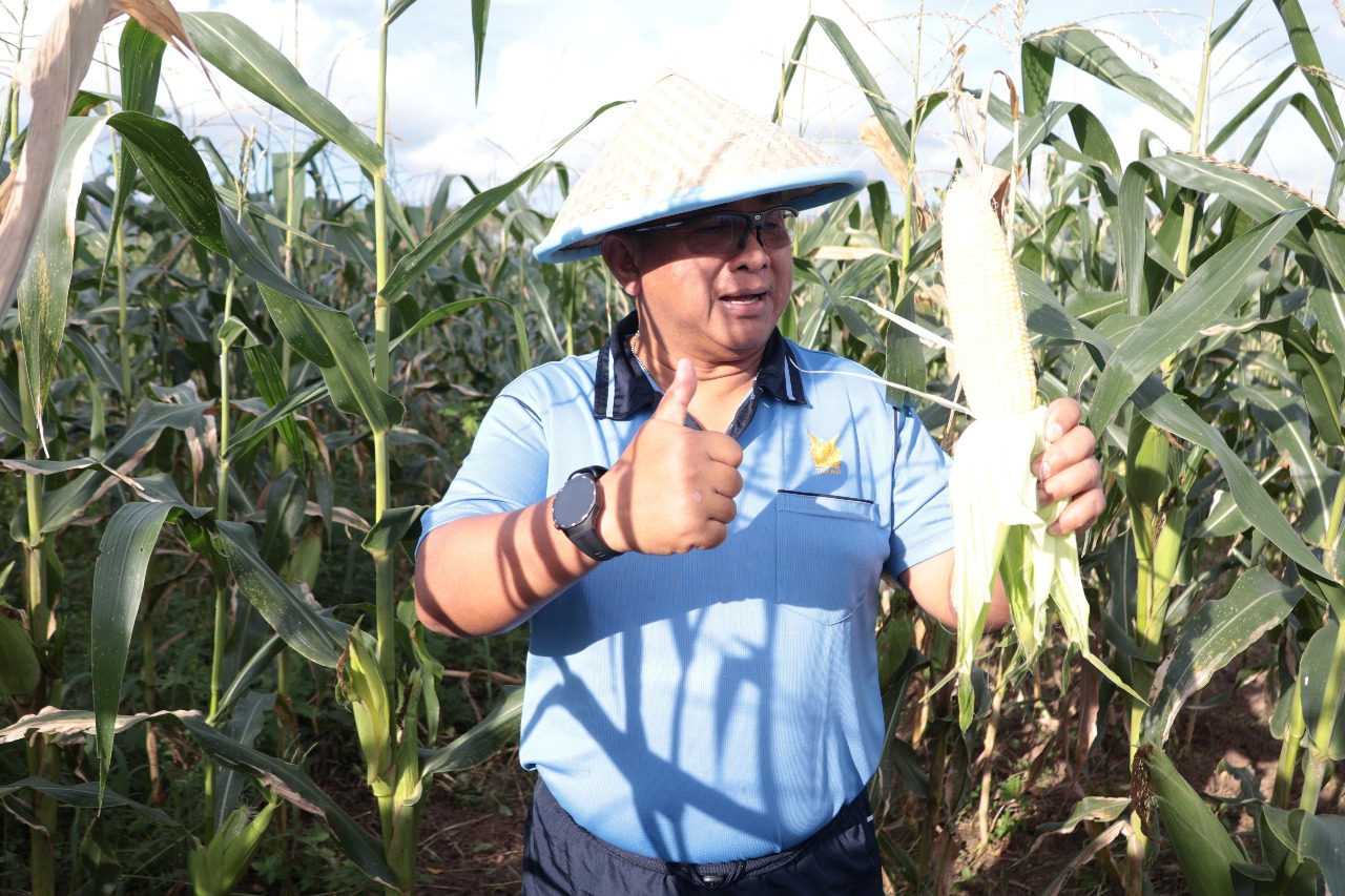 Sukseskan program ketahanan pangan nasional, khususnya di Sulawesi Utara, Danlanud Sam Ratulangi Marsma TNI Antariksa Anondo, S.E., M.Tr.(Han)., memimpin panen jagung di Baseops Timur Lanud Sam Ratulangi, Minahasa Utara. Selasa (13/5/2025).