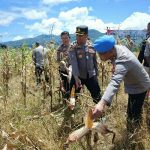Irwasda Pimpin Panen Raya Jagung di Perkebunan Wawo Tomohon