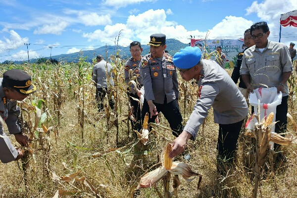 Irwasda Pimpin Panen Raya Jagung di Perkebunan Wawo Tomohon