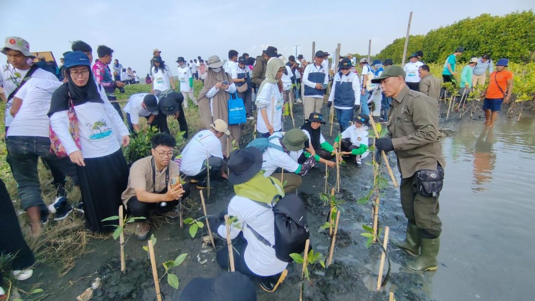 PT PLN (Persero) PLN (Persero) bersama masyarakat melakukan aksi bersih pantai dan menanam 72.400 batang mangrove di lahan seluas 20,2 hektare di Pantai Tirang, Kota Semarang, dan Desa Betahwalang, Kabupaten Demak.