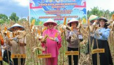 Polres Minahasa Utara terus menunjukkan komitmennya dalam mendukung program ketahanan pangan nasional melalui kegiatan Panen Raya Jagung Serentak Kuartal II Tahun 2026 yang dilaksanakan di Desa Tetey, Kecamatan Dimembe, Sabtu (16/5/2026).