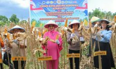 Polres Minut Panen Raya Jagung 3 Ton di Dimembe, Perkuat Ketahanan Pangan Nasional