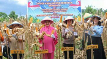 Polres Minahasa Utara terus menunjukkan komitmennya dalam mendukung program ketahanan pangan nasional melalui kegiatan Panen Raya Jagung Serentak Kuartal II Tahun 2026 yang dilaksanakan di Desa Tetey, Kecamatan Dimembe, Sabtu (16/5/2026).