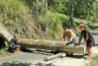 Personel Polsek Passi bergerak cepat menangani pohon tumbang yang menutup akses jalan utama antar-desa di Kecamatan Bilalang, Kabupaten Bolaang Mongondow, Kamis pagi (21/5/2026).
