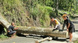 Personel Polsek Passi bergerak cepat menangani pohon tumbang yang menutup akses jalan utama antar-desa di Kecamatan Bilalang, Kabupaten Bolaang Mongondow, Kamis pagi (21/5/2026).