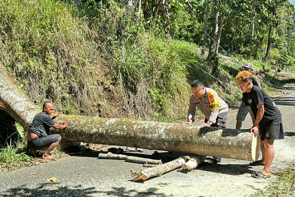 Personel Polsek Passi bergerak cepat menangani pohon tumbang yang menutup akses jalan utama antar-desa di Kecamatan Bilalang, Kabupaten Bolaang Mongondow, Kamis pagi (21/5/2026).