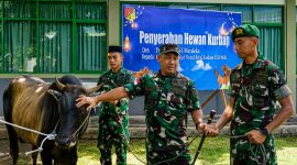 Pangdam XIII/Merdeka Mayjen TNI Mirza Agus, S.I.P., menyerahkan satu ekor sapi kurban kepada satuan Yonif TP 916/BS dalam rangka menyambut Hari Raya Iduladha 1447 Hijriah.