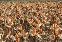 Polri bersama petani jagung dan gabungan kelompok tani (Gapoktan) di Kabupaten Tuban bersiap menyambut rencana kehadiran Presiden RI, Prabowo Subianto, dalam kegiatan Panen Raya Jagung Serentak Kuartal II Tahun 2026 yang dijadwalkan berlangsung di Dusun Kedung Sari, Desa Tuwiri Wetan, Kecamatan Merakurak, Kabupaten Tuban, Jawa Timur, Sabtu (16/5/2026).