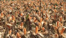 Polri bersama petani jagung dan gabungan kelompok tani (Gapoktan) di Kabupaten Tuban bersiap menyambut rencana kehadiran Presiden RI, Prabowo Subianto, dalam kegiatan Panen Raya Jagung Serentak Kuartal II Tahun 2026 yang dijadwalkan berlangsung di Dusun Kedung Sari, Desa Tuwiri Wetan, Kecamatan Merakurak, Kabupaten Tuban, Jawa Timur, Sabtu (16/5/2026).