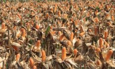 Polri dan Petani Tuban Sambut Rencana Kehadiran Presiden pada Panen Raya Jagung