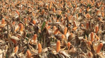 Polri bersama petani jagung dan gabungan kelompok tani (Gapoktan) di Kabupaten Tuban bersiap menyambut rencana kehadiran Presiden RI, Prabowo Subianto, dalam kegiatan Panen Raya Jagung Serentak Kuartal II Tahun 2026 yang dijadwalkan berlangsung di Dusun Kedung Sari, Desa Tuwiri Wetan, Kecamatan Merakurak, Kabupaten Tuban, Jawa Timur, Sabtu (16/5/2026).