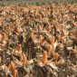 Polri bersama petani jagung dan gabungan kelompok tani (Gapoktan) di Kabupaten Tuban bersiap menyambut rencana kehadiran Presiden RI, Prabowo Subianto, dalam kegiatan Panen Raya Jagung Serentak Kuartal II Tahun 2026 yang dijadwalkan berlangsung di Dusun Kedung Sari, Desa Tuwiri Wetan, Kecamatan Merakurak, Kabupaten Tuban, Jawa Timur, Sabtu (16/5/2026).