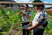 Lapas Kelas III Tagulandang kembali memanen pare hasil budidaya di lahan ketahanan pangan milik lapas, Senin (27/7/2026).