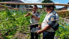 Lapas Kelas III Tagulandang kembali memanen pare hasil budidaya di lahan ketahanan pangan milik lapas, Senin (27/7/2026).