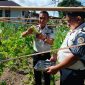 Lapas Kelas III Tagulandang kembali memanen pare hasil budidaya di lahan ketahanan pangan milik lapas, Senin (27/7/2026).