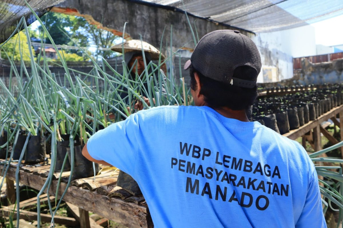 Lembaga Pemasyarakatan (Lapas) Kelas IIA Manado kembali menunjukkan komitmennya mendukung program ketahanan pangan nasional melalui panen daun bawang yang dibudidayakan di lahan pertanian dalam lingkungan lapas.