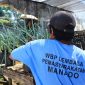 Lembaga Pemasyarakatan (Lapas) Kelas IIA Manado kembali menunjukkan komitmennya mendukung program ketahanan pangan nasional melalui panen daun bawang yang dibudidayakan di lahan pertanian dalam lingkungan lapas.