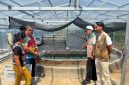 PT PLN (Persero) UP3 Manado meluncurkan program pengembangan budidaya dan pengolahan spirulina di Desa Tarabitan, Kecamatan Likupang Barat, Kabupaten Minahasa Utara.