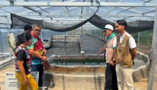 PT PLN (Persero) UP3 Manado meluncurkan program pengembangan budidaya dan pengolahan spirulina di Desa Tarabitan, Kecamatan Likupang Barat, Kabupaten Minahasa Utara.