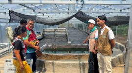 PT PLN (Persero) UP3 Manado meluncurkan program pengembangan budidaya dan pengolahan spirulina di Desa Tarabitan, Kecamatan Likupang Barat, Kabupaten Minahasa Utara.