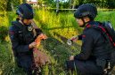 Tim Komposit Detasemen Gegana Satbrimob Polda Sulawesi Utara menangani temuan benda yang diduga granat tangan di wilayah hukum Polsek Likupang, Minahasa Utara.