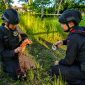 Tim Komposit Detasemen Gegana Satbrimob Polda Sulawesi Utara menangani temuan benda yang diduga granat tangan di wilayah hukum Polsek Likupang, Minahasa Utara.