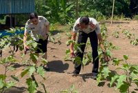 Kalapas Kelas IIB Bitung, Heddry Yadi, memanen terong sekaligus memantau kondisi kandang ayam di area pembinaan kemandirian sebagai bagian dari penguatan program ketahanan pangan.