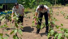 Kalapas Kelas IIB Bitung, Heddry Yadi, memanen terong sekaligus memantau kondisi kandang ayam di area pembinaan kemandirian sebagai bagian dari penguatan program ketahanan pangan.