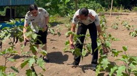 Kalapas Kelas IIB Bitung, Heddry Yadi, memanen terong sekaligus memantau kondisi kandang ayam di area pembinaan kemandirian sebagai bagian dari penguatan program ketahanan pangan.