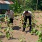 Kalapas Kelas IIB Bitung, Heddry Yadi, memanen terong sekaligus memantau kondisi kandang ayam di area pembinaan kemandirian sebagai bagian dari penguatan program ketahanan pangan.