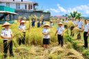 Lembaga Pemasyarakatan (Lapas) Kelas III Amurang melaksanakan panen raya budidaya padi sebagai bagian dari program ketahanan pangan, Senin (21/9/2026).