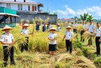 Lembaga Pemasyarakatan (Lapas) Kelas III Amurang melaksanakan panen raya budidaya padi sebagai bagian dari program ketahanan pangan, Senin (21/9/2026).