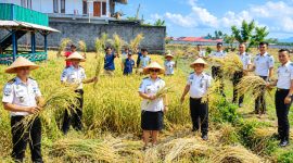 Lembaga Pemasyarakatan (Lapas) Kelas III Amurang melaksanakan panen raya budidaya padi sebagai bagian dari program ketahanan pangan, Senin (21/9/2026).