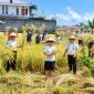 Lembaga Pemasyarakatan (Lapas) Kelas III Amurang melaksanakan panen raya budidaya padi sebagai bagian dari program ketahanan pangan, Senin (21/9/2026).