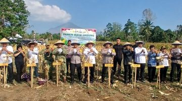 Panen Raya Jagung Kelompok Tani Sehati yang dihadiri Kapolda Sulawesi Utara Irjen Pol Yudo Hermanto, S.I.K., M.M., bersama unsur Forum Koordinasi Pimpinan Daerah (Forkopimda), pejabat utama Polda Sulut, dan instansi terkait, Rabu (28/10/2026). (ist)